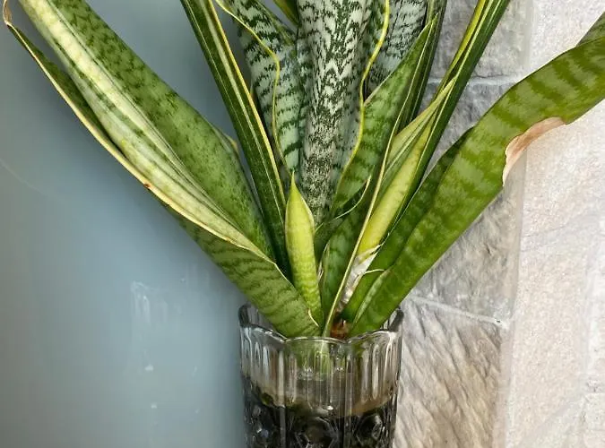 Apartmán La Terraza *